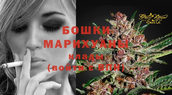 сатива Новозыбков