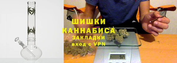 сатива Новозыбков