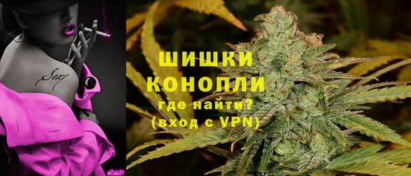 сатива Новозыбков
