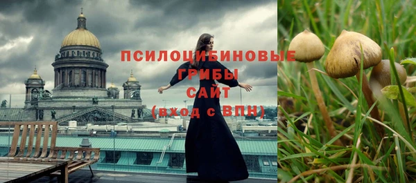 сатива Новозыбков